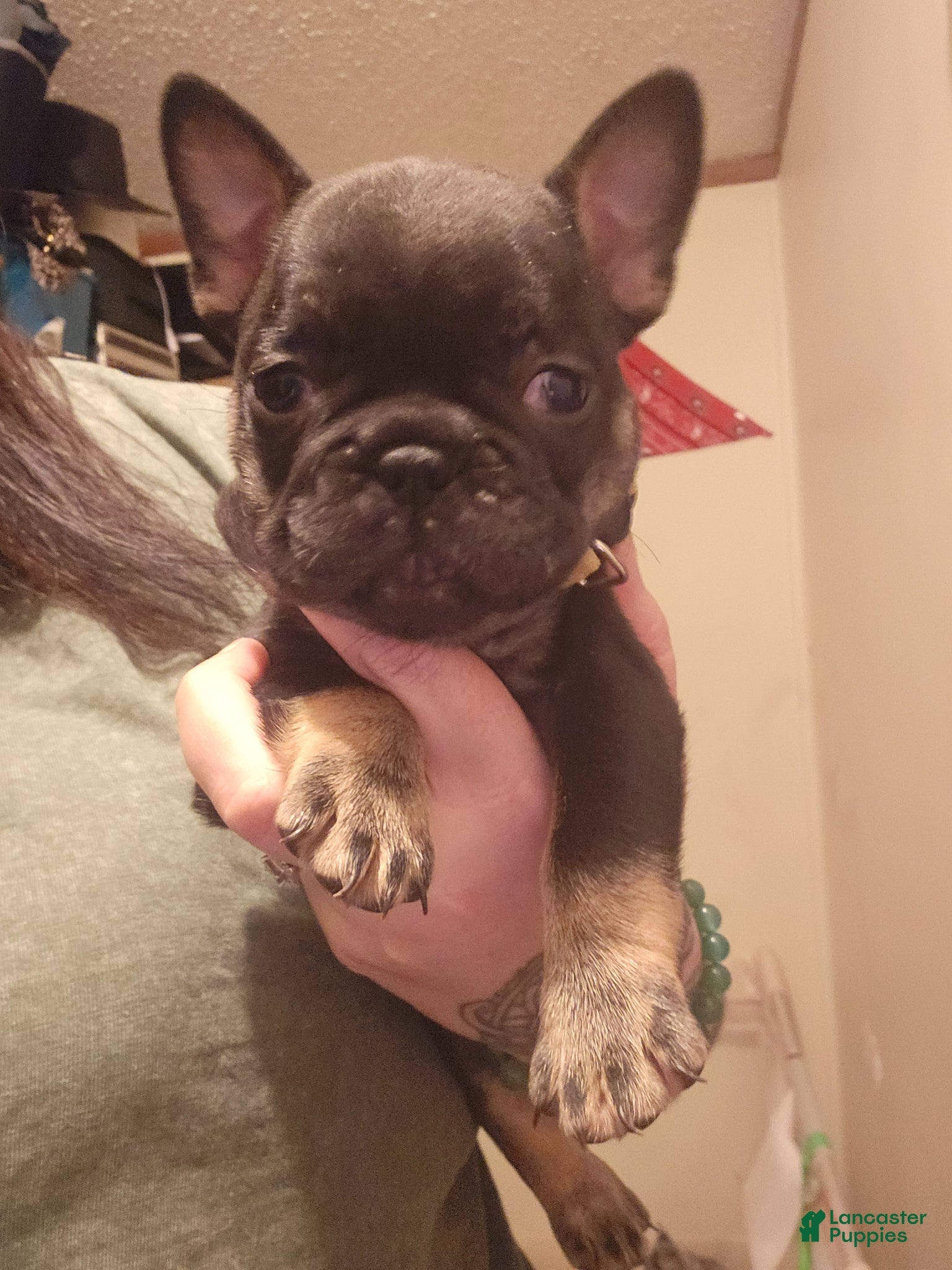French Bulldog dogs for sale: French Bulldog Puppy 3 - Ad 4