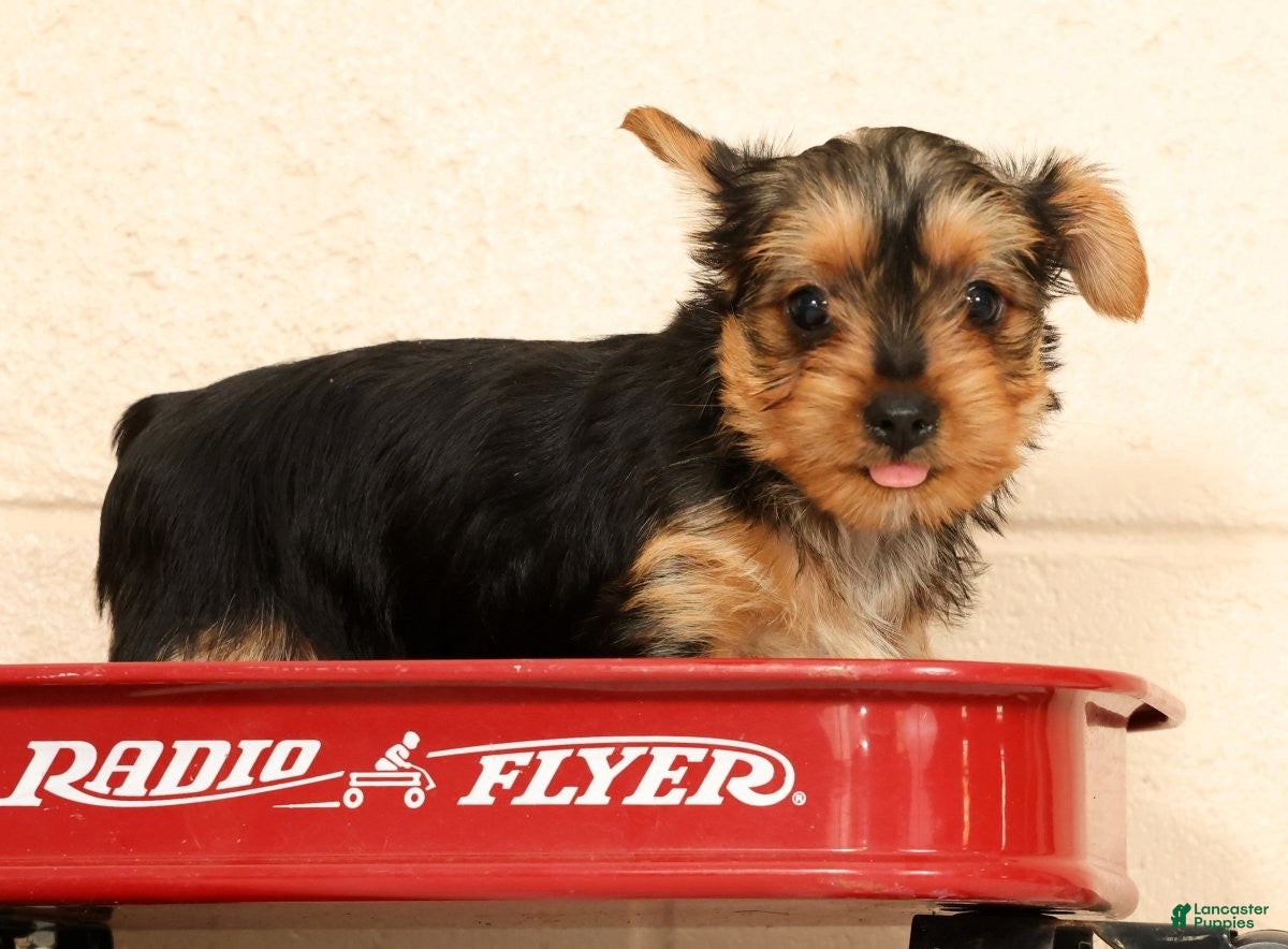 Yorkshire Terrier dogs Dolly - Ad 1