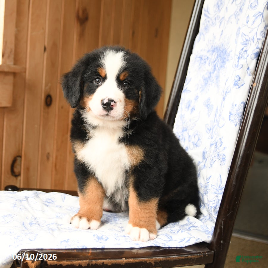 Bernese Mountain Dog dogs Big Ben - Ad 1