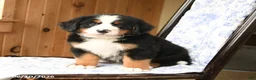 Bernese Mountain Dog dogs for sale: Big Ben - Ad 1