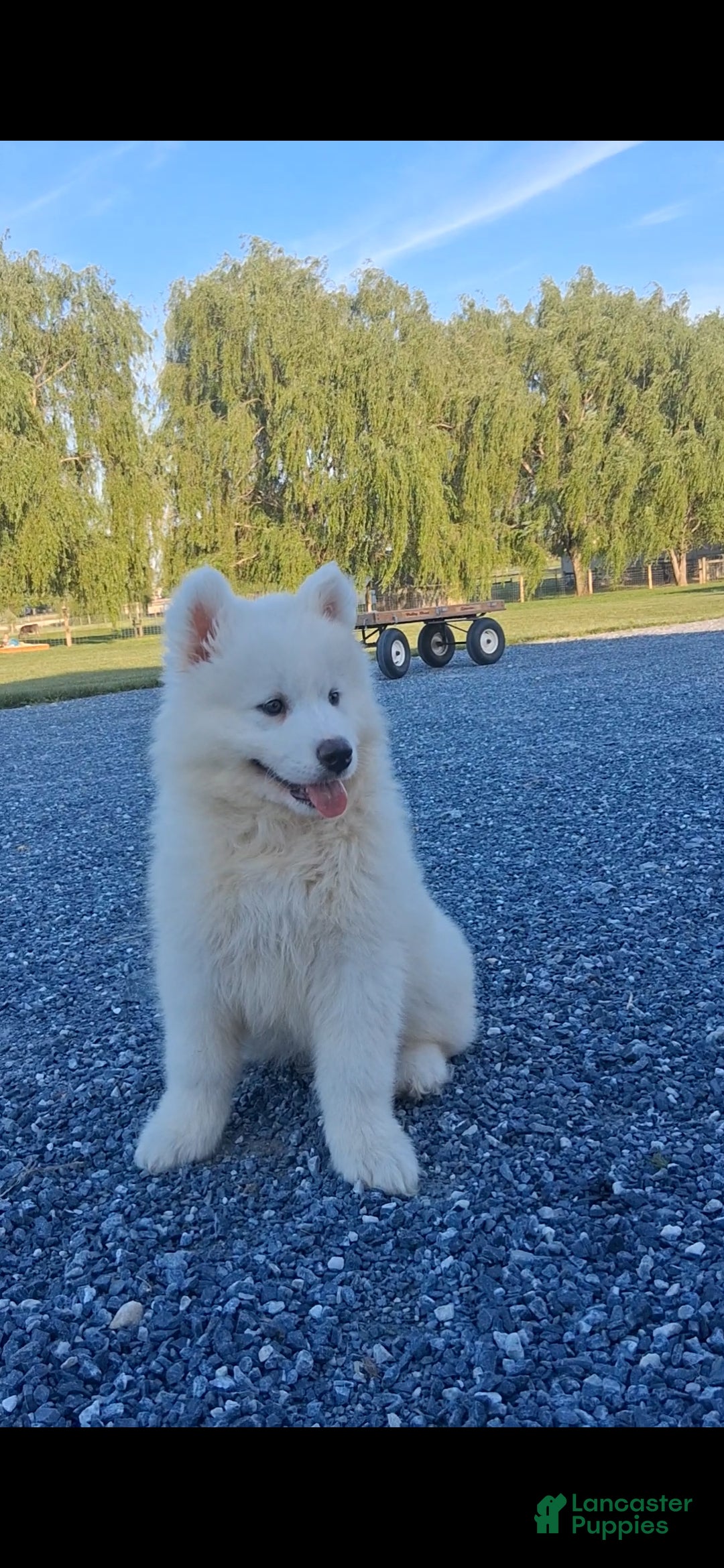 Samoyed dogs Flash - Ad 2