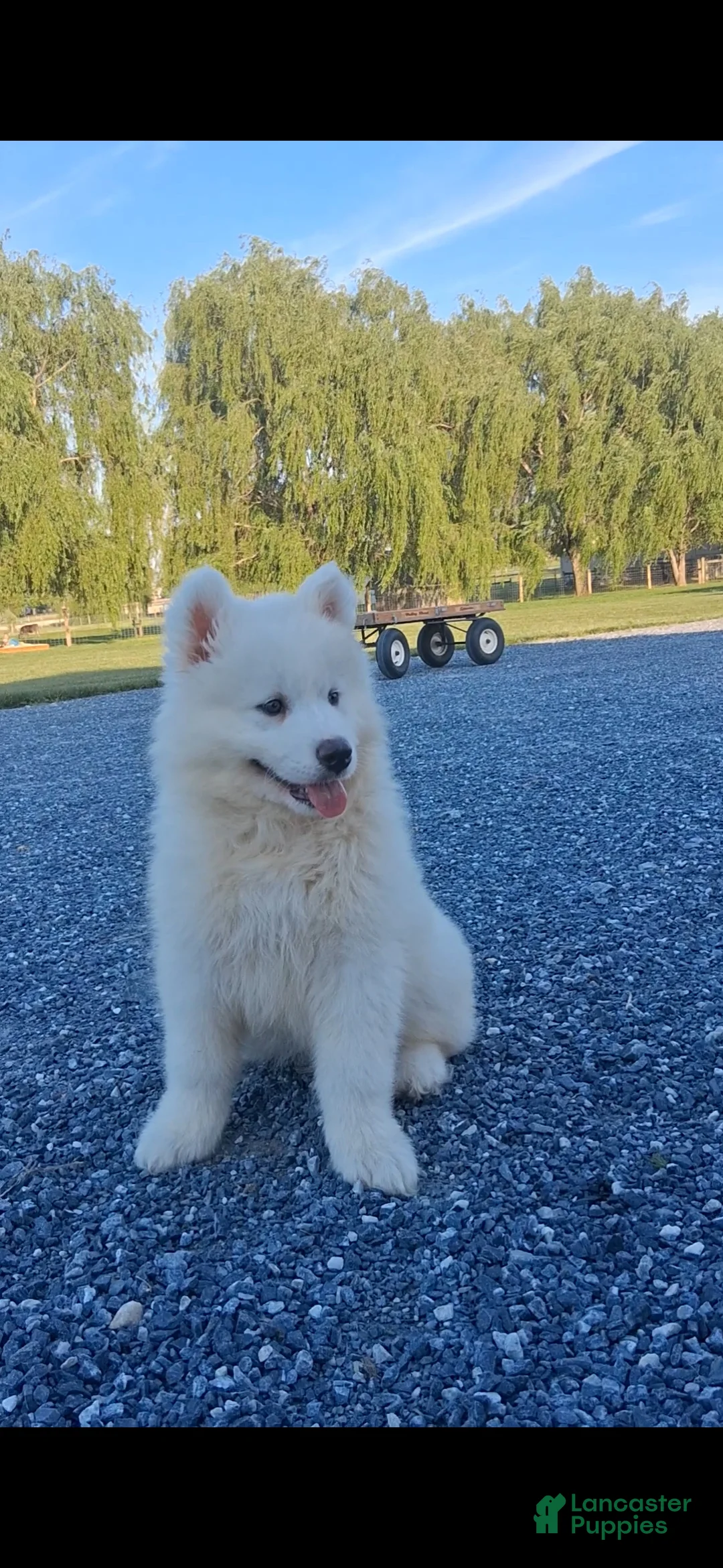 Samoyed dogs for sale: Flash - Ad 2