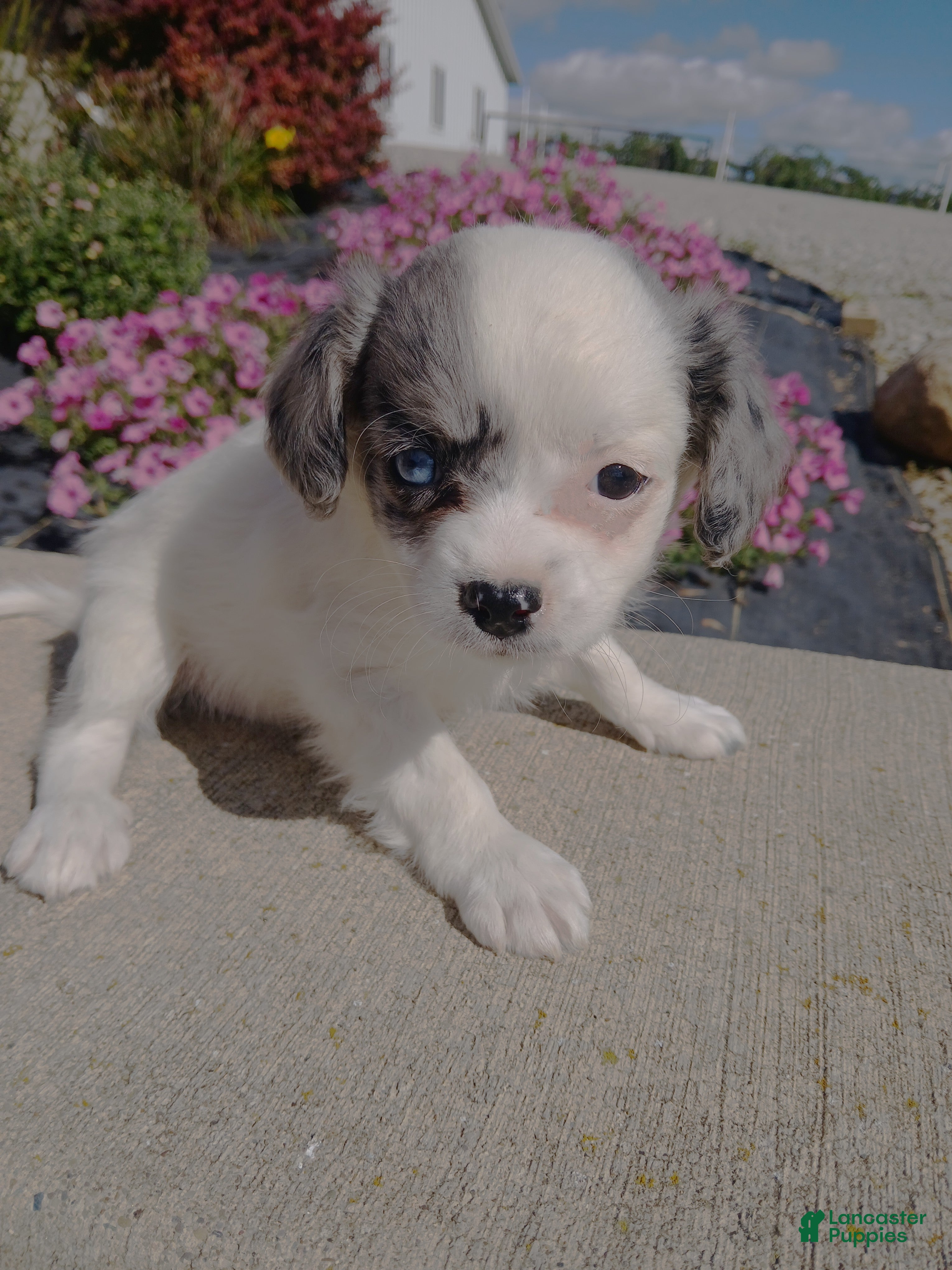 Cavapoo dogs Cavapoo 3 Ki - Ad 10