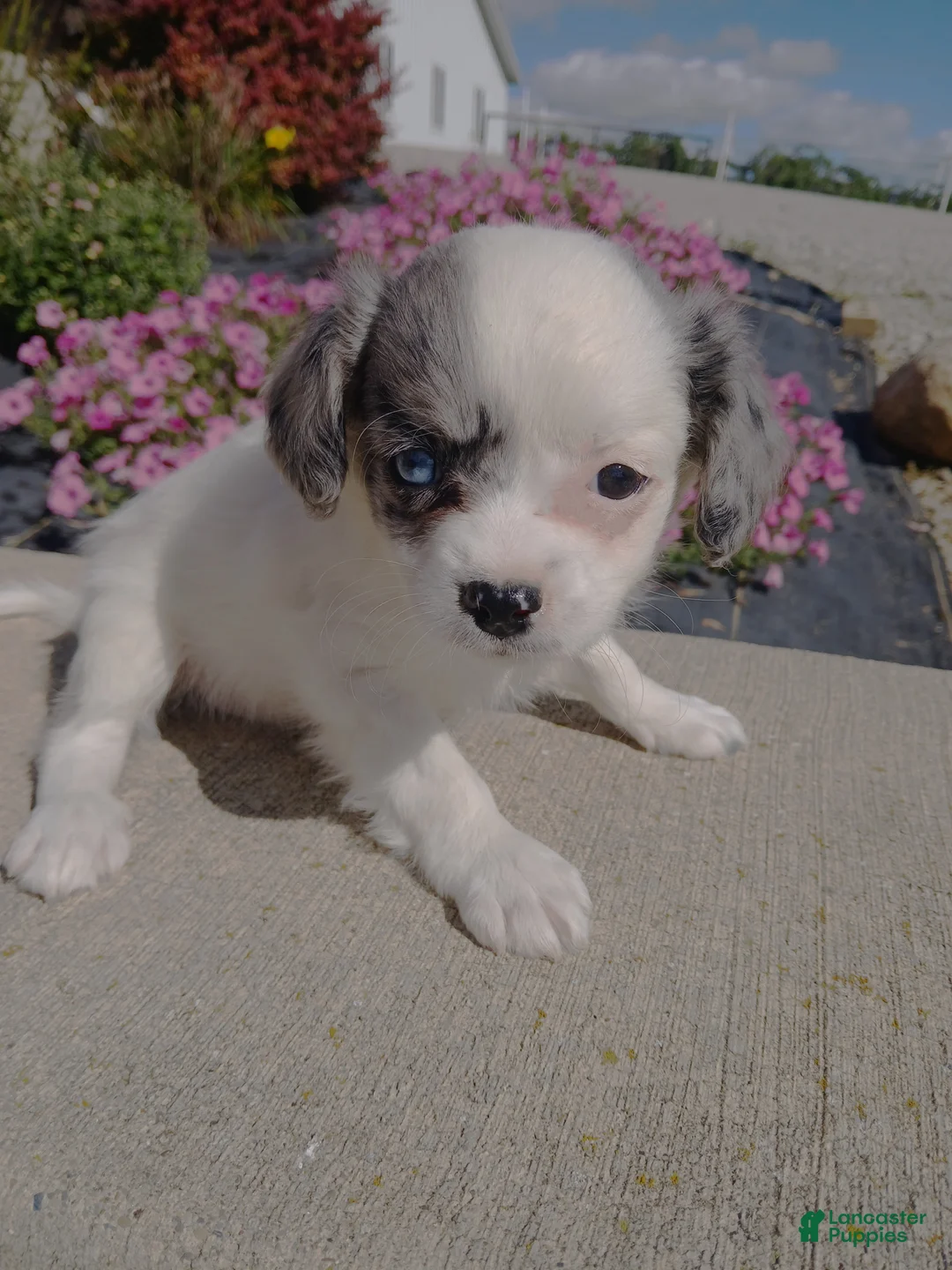 Cavapoo dogs for sale: Cavapoo 3 Ki - Ad 1