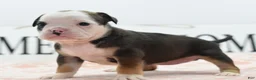 Mixed Breed dogs for sale: Queen - Ad 14
