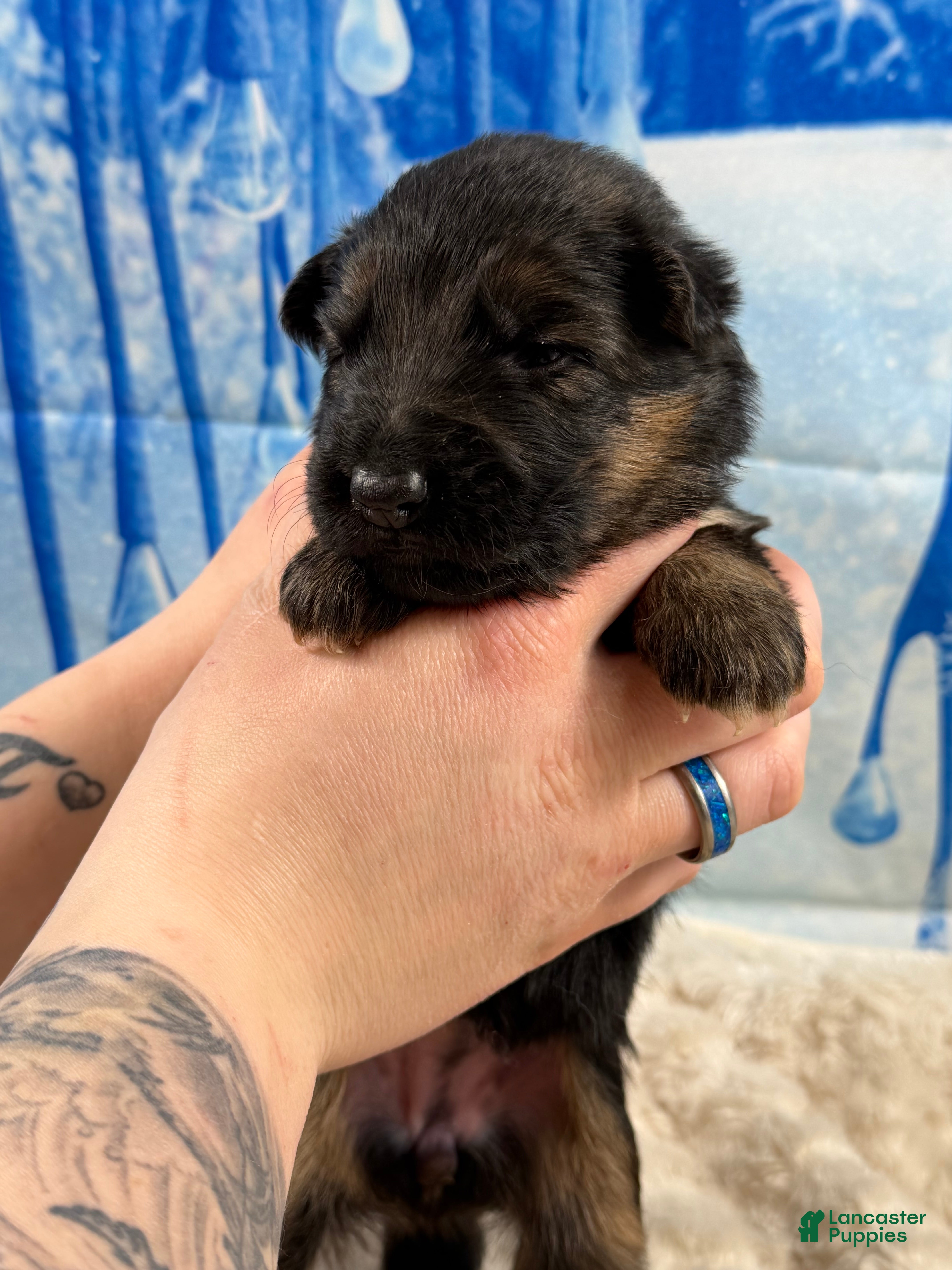 German Shepherd dogs German Shepherd Puppy 4 - Ad 4