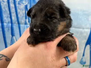 German Shepherd dogs German Shepherd Puppy 4 - Ad 4