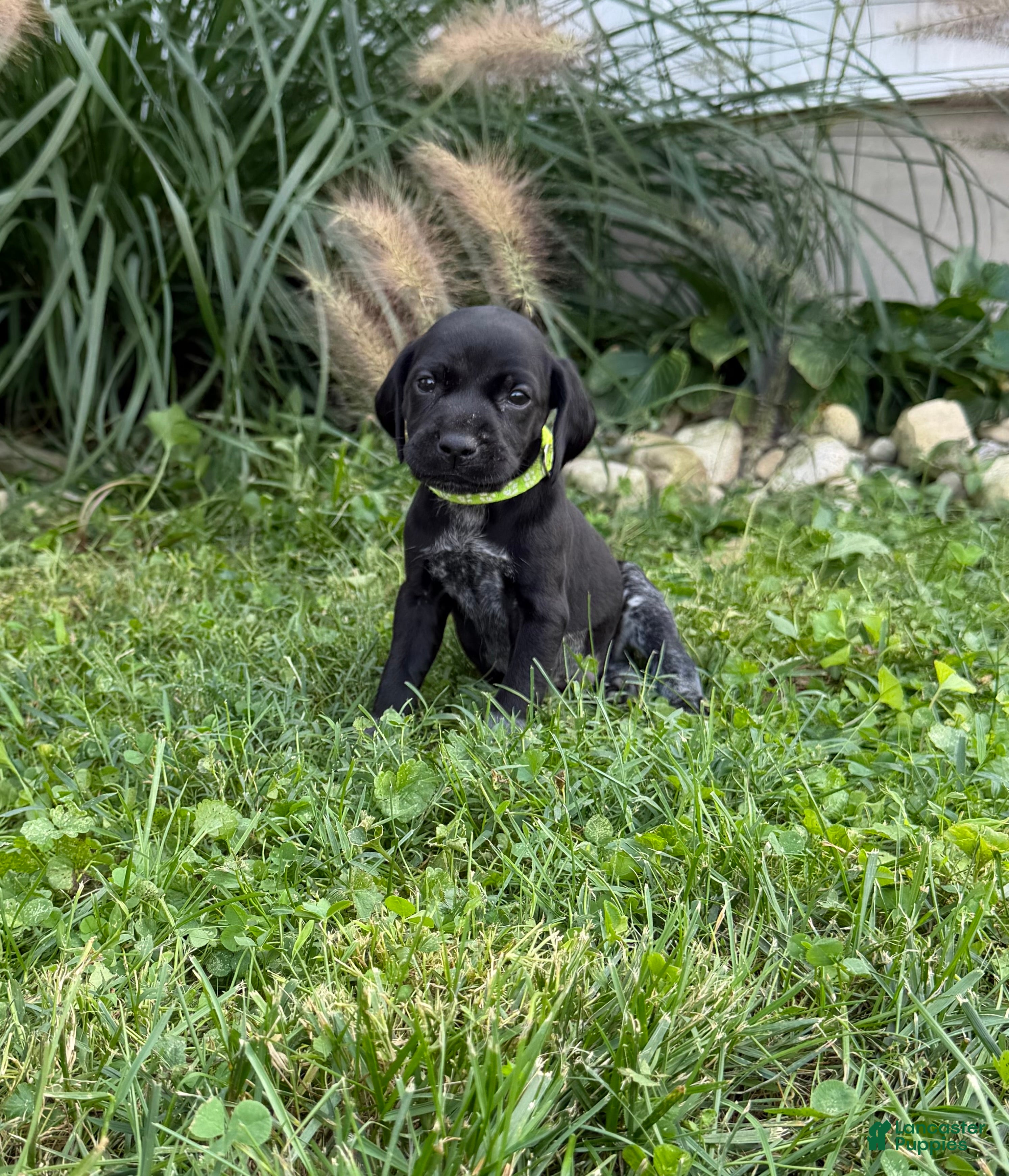 German Shorthaired Pointer dogs German Shorthaired Pointer 1 - Ad 8