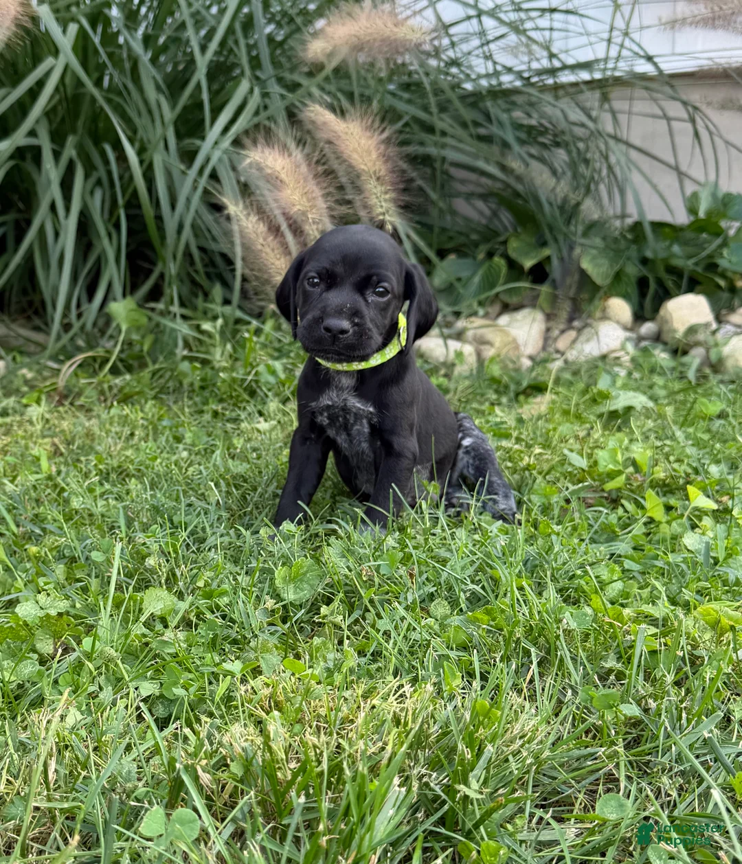 German Shorthaired Pointer dogs for sale: German Shorthaired Pointer 1 - Ad 1