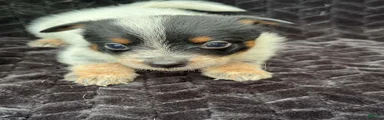 Australian Cattle Dog (Full Mask)