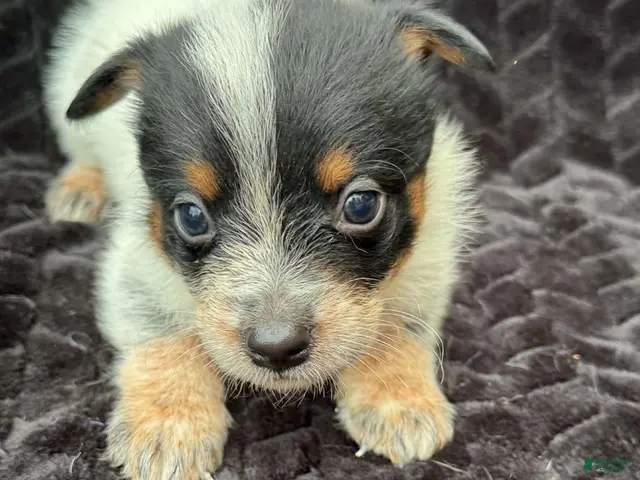 Australian Cattle Dog dogs for sale: Australian Cattle Dog (Full Mask) - Ad 42