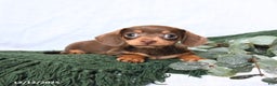 Miniature Dachshund dogs for sale: Tracy - Ad 2