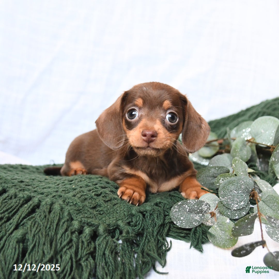 Miniature Dachshund dogs for sale: Tracy - Ad 2