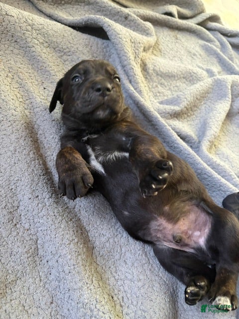 Catahoula Leopard Dog dogs Mack - Ad 3
