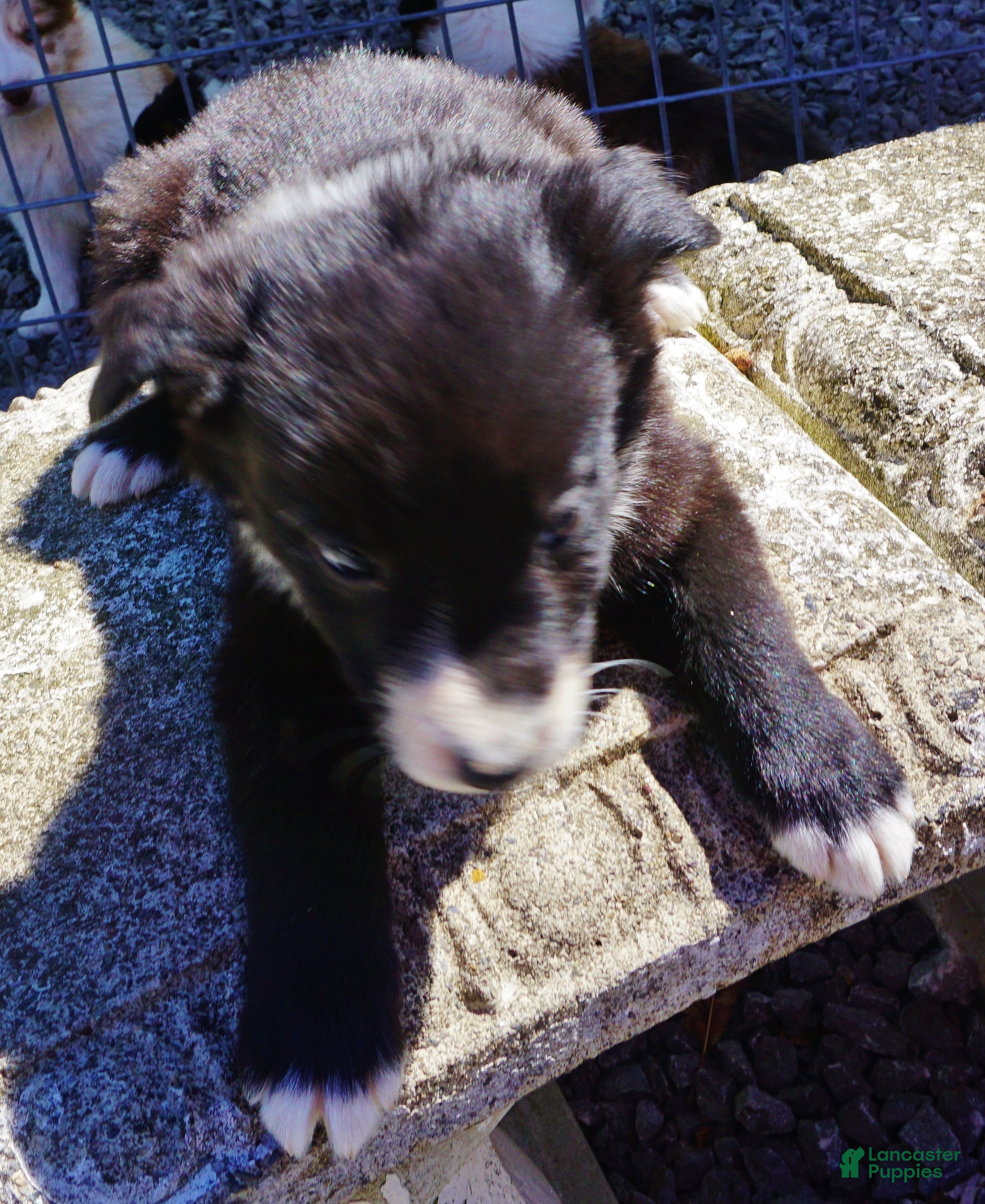 Border Collie dogs RYAN - Ad 3