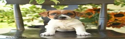 Jack Russell Terrier dogs for sale: Beauty  - Ad 3