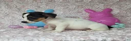 Jack Russell Terrier dogs for sale: Lois CKC Registered  - Ad 3