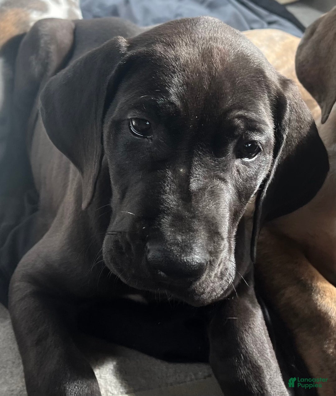 Great Dane dogs for sale: Petal - Ad 8