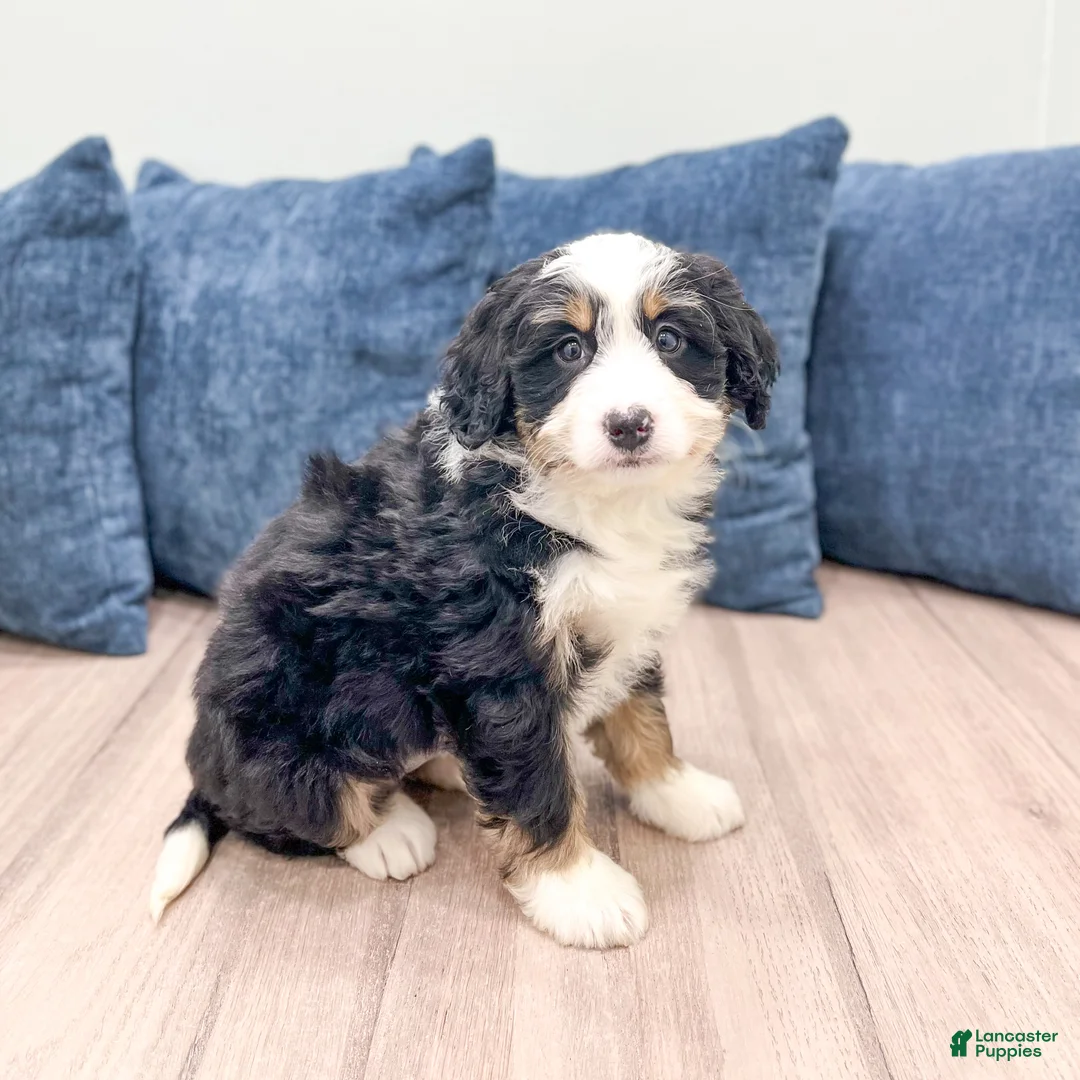 Mini Bernedoodle dogs for sale: Honey - Ad 1