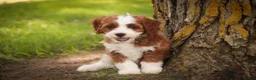 Cavapoo dogs for sale: Bella Cavapoo  - Ad 8