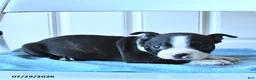Boston Terrier dogs for sale: Bob - Ad 3
