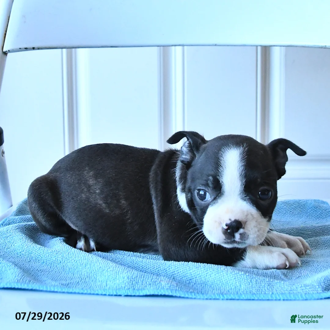 Boston Terrier dogs for sale: Bob - Ad 3