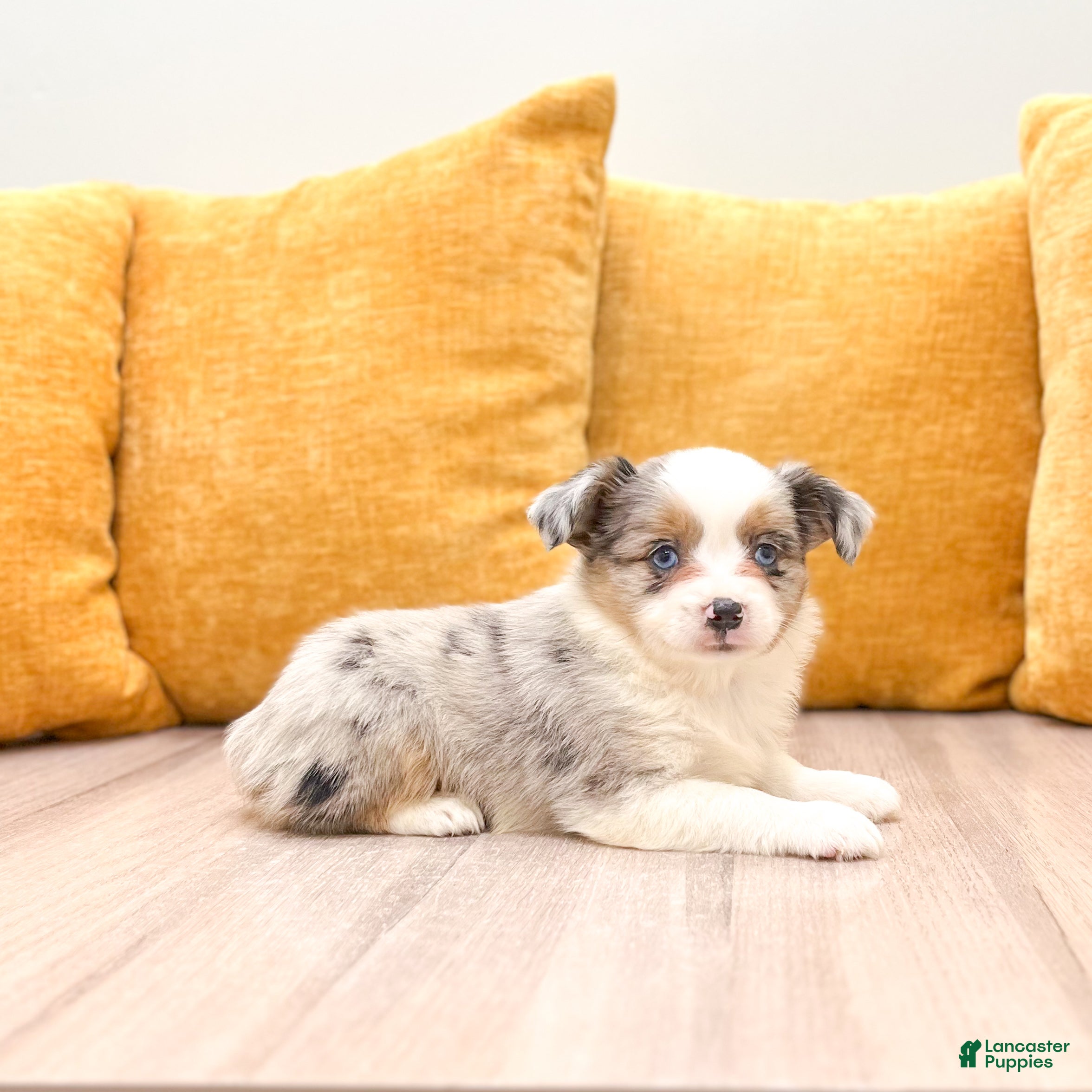 Miniature Australian Shepherd dogs Twinkle - Ad 1