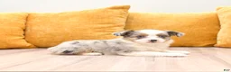 Miniature Australian Shepherd dogs for sale: Twinkle - Ad 3