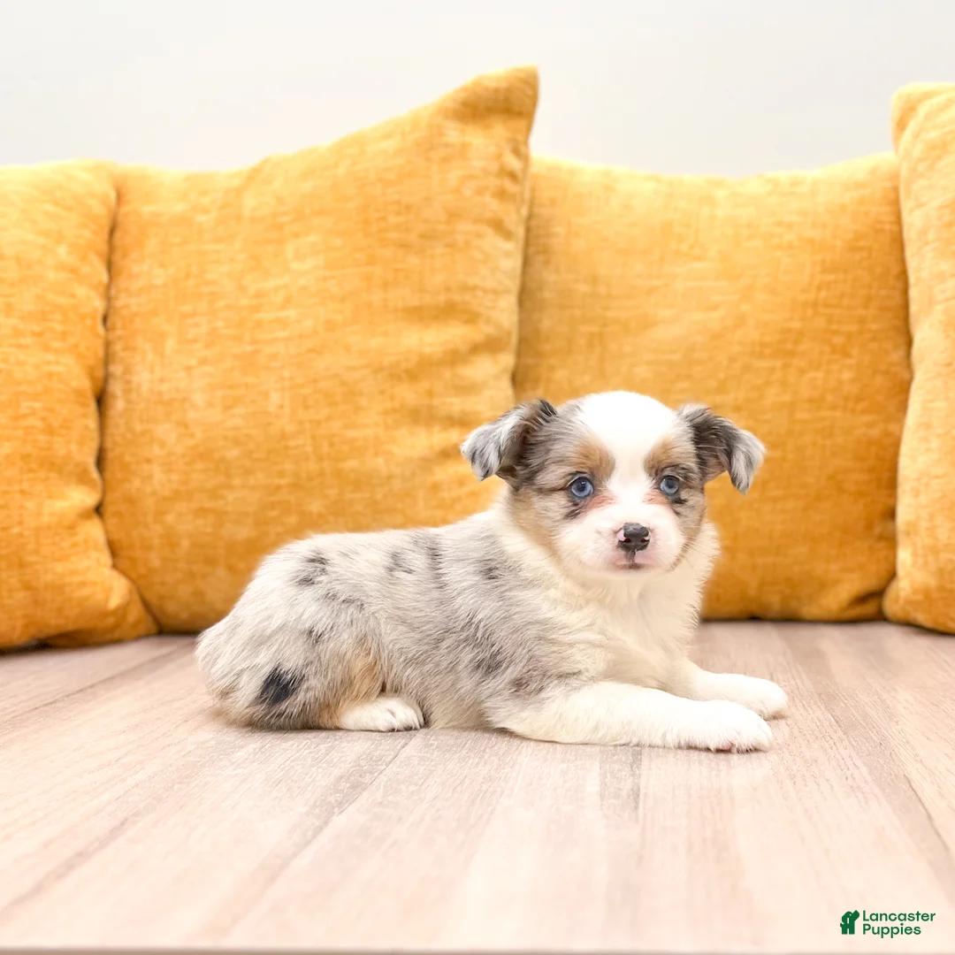 Miniature Australian Shepherd dogs for sale: Twinkle - Ad 1