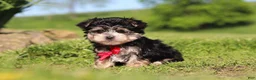 Morkie dogs for sale: Bennet - Ad 4