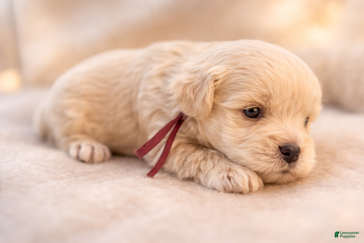 Miniature Schnauzer dogs Mr Sleet - Ad 1