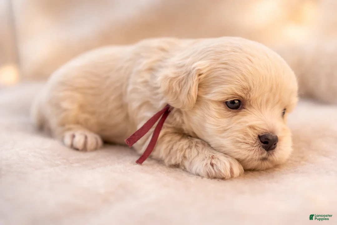 Miniature Schnauzer dogs for sale: Mr Sleet - Ad 2