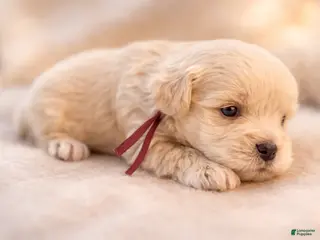 Miniature Schnauzer dogs Mr Sleet - Ad 1