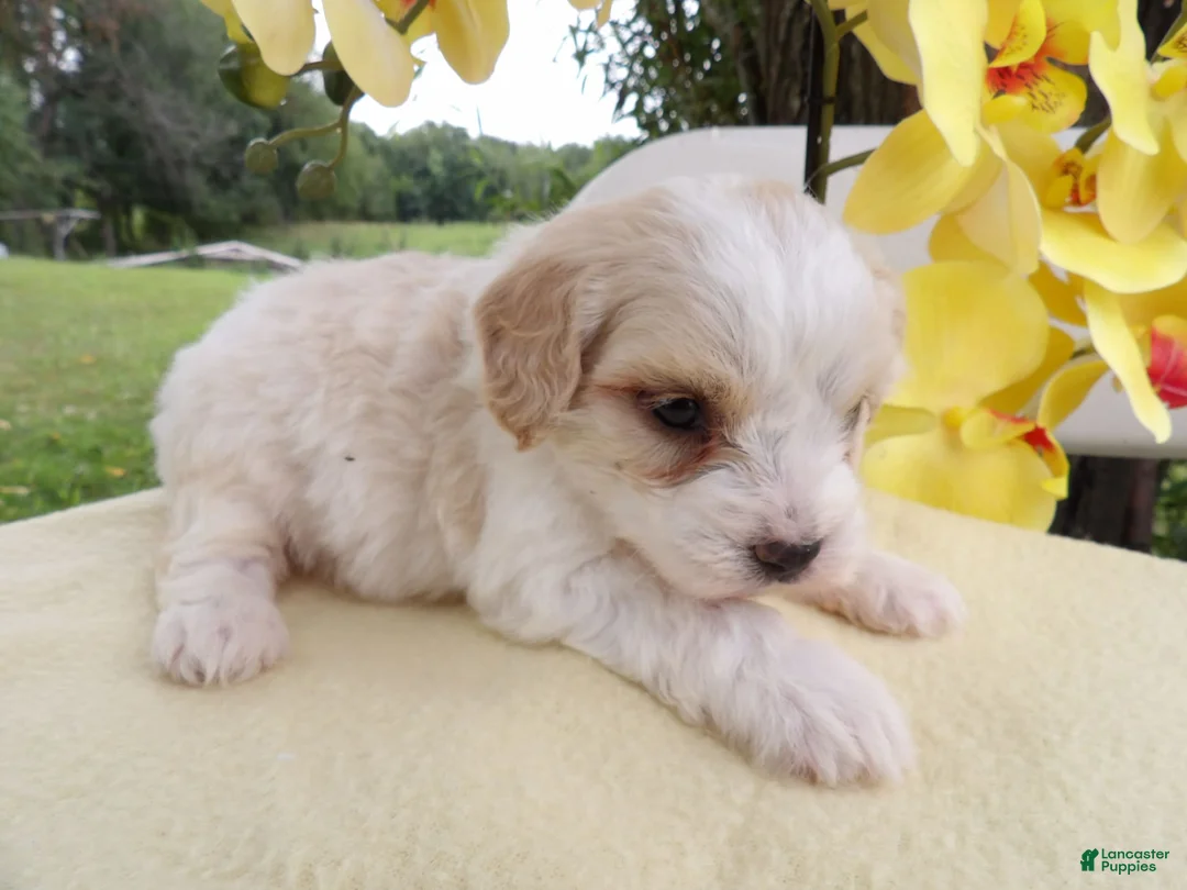 Gallery Image {{count}}