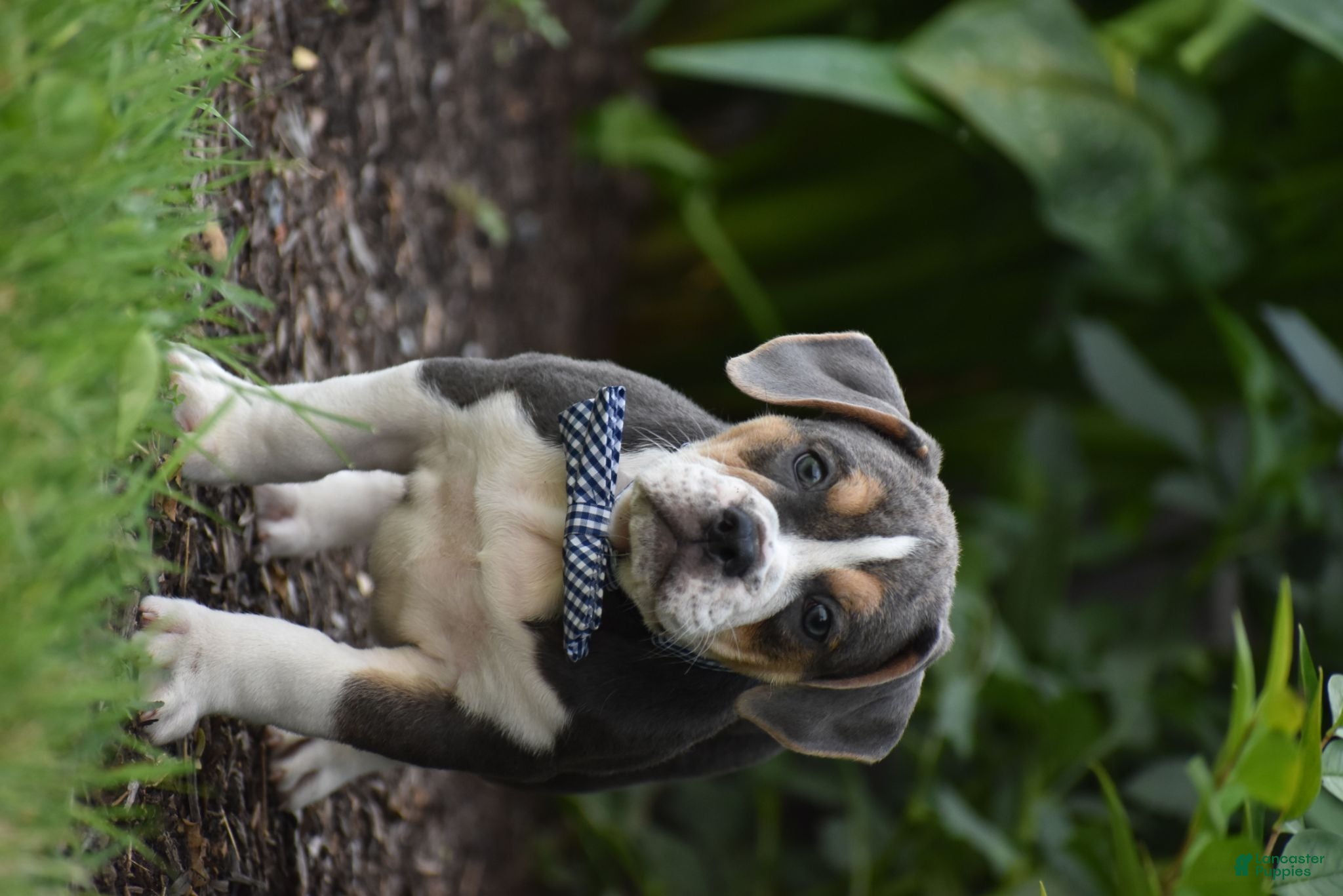 Beabull dogs Everett - Ad 2