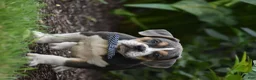 Beabull dogs for sale: Everett - Ad 2