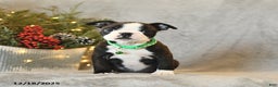 Boston Terrier dogs for sale: Skipper - Ad 3