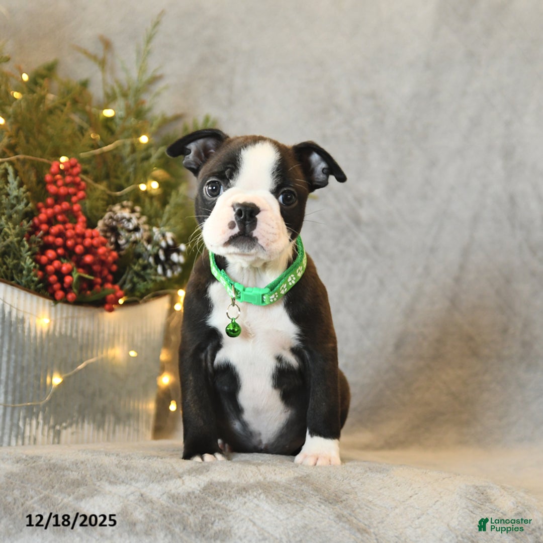 Boston Terrier dogs for sale: Skipper - Ad 3