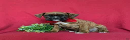 Boxer dogs for sale: Tyler - Ad 3