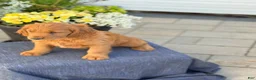 Goldendoodle dogs for sale: Tripp - Ad 12