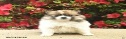 Pomeranian dogs for sale: Bluebell  - Ad 2