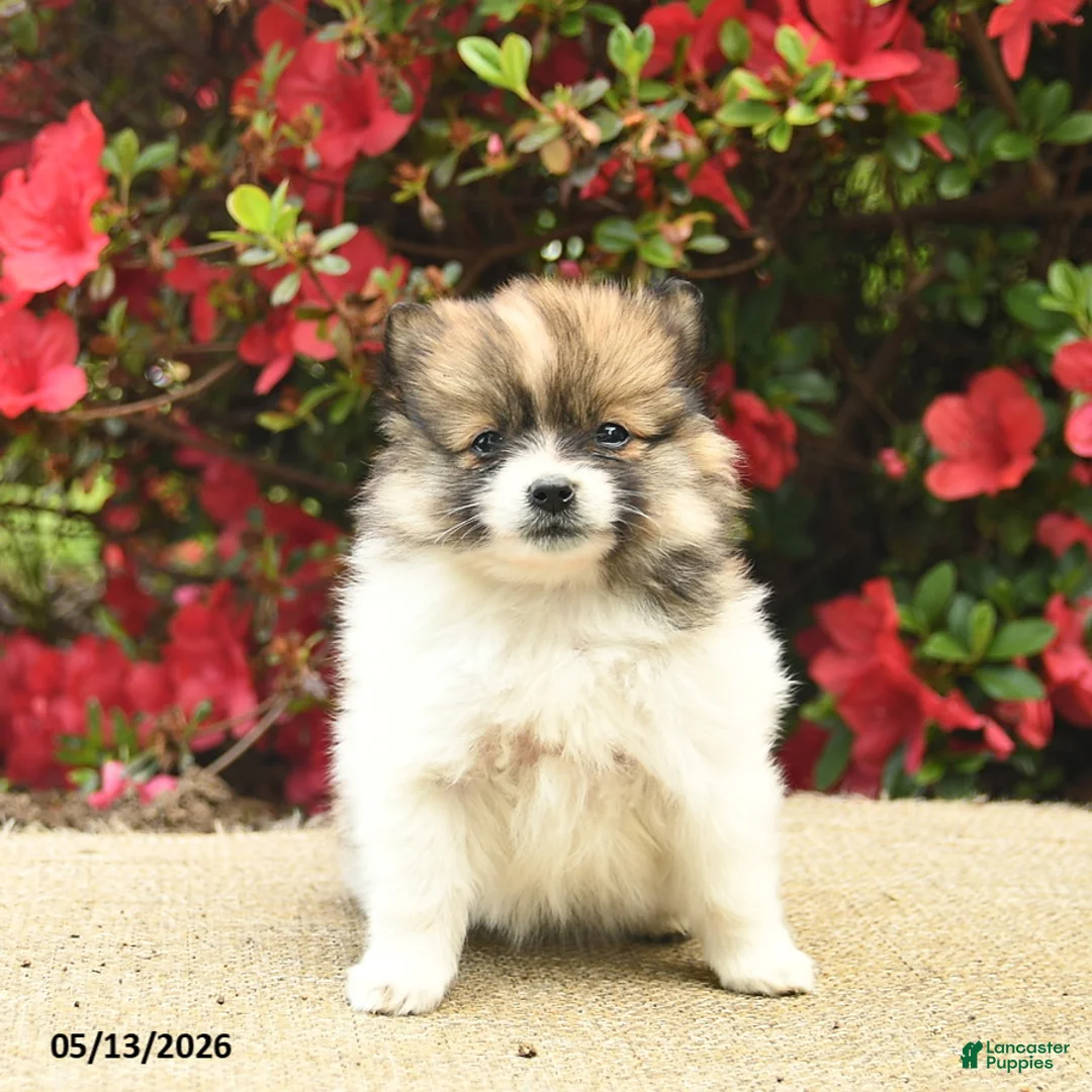 Pomeranian dogs for sale: Bluebell  - Ad 2
