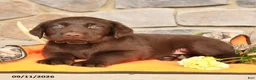 Labrador Retriever dogs for sale: Promise - Ad 4