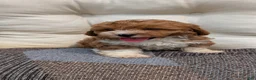 Havapoo dogs for sale: Baxter  - Ad 4