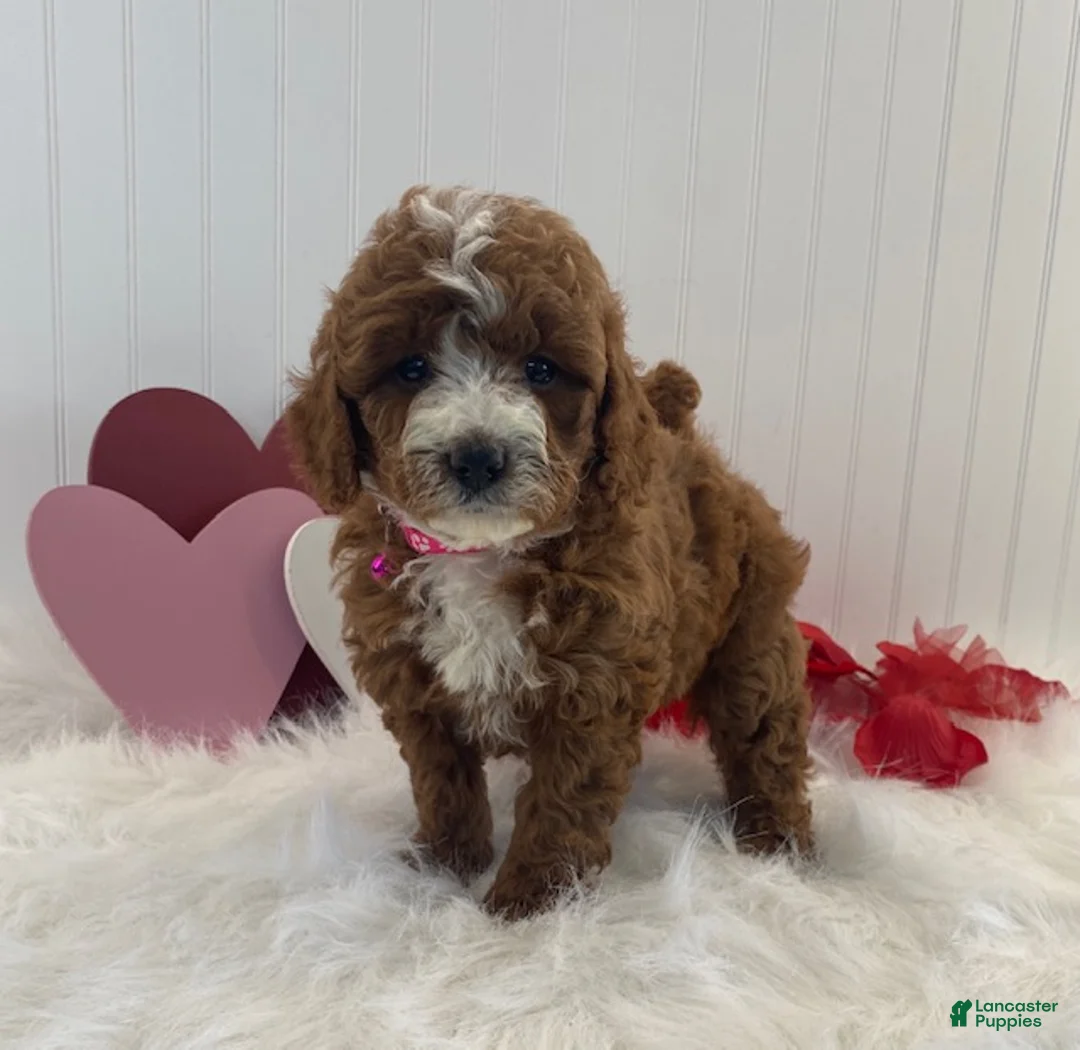 Cavapoo dogs for sale: Daisy - Ad 2