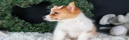 Welsh Corgi Pembroke dogs for sale: Iris - Ad 12