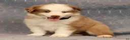 Miniature Australian Shepherd dogs for sale: Fritz - Ad 7