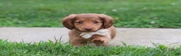 Miniature Dachshund dogs for sale: Grace - Ad 4