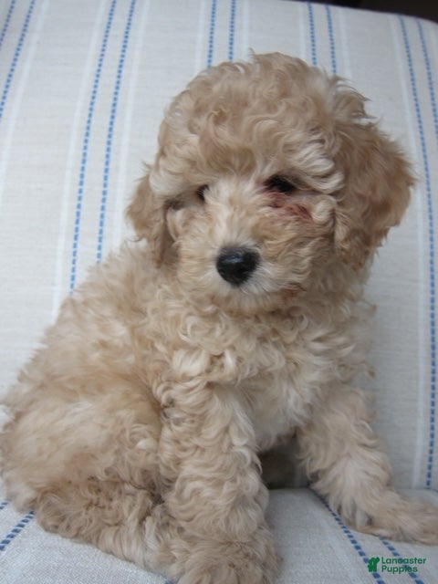 Mixed Breed dogs Legolas - Ad 1