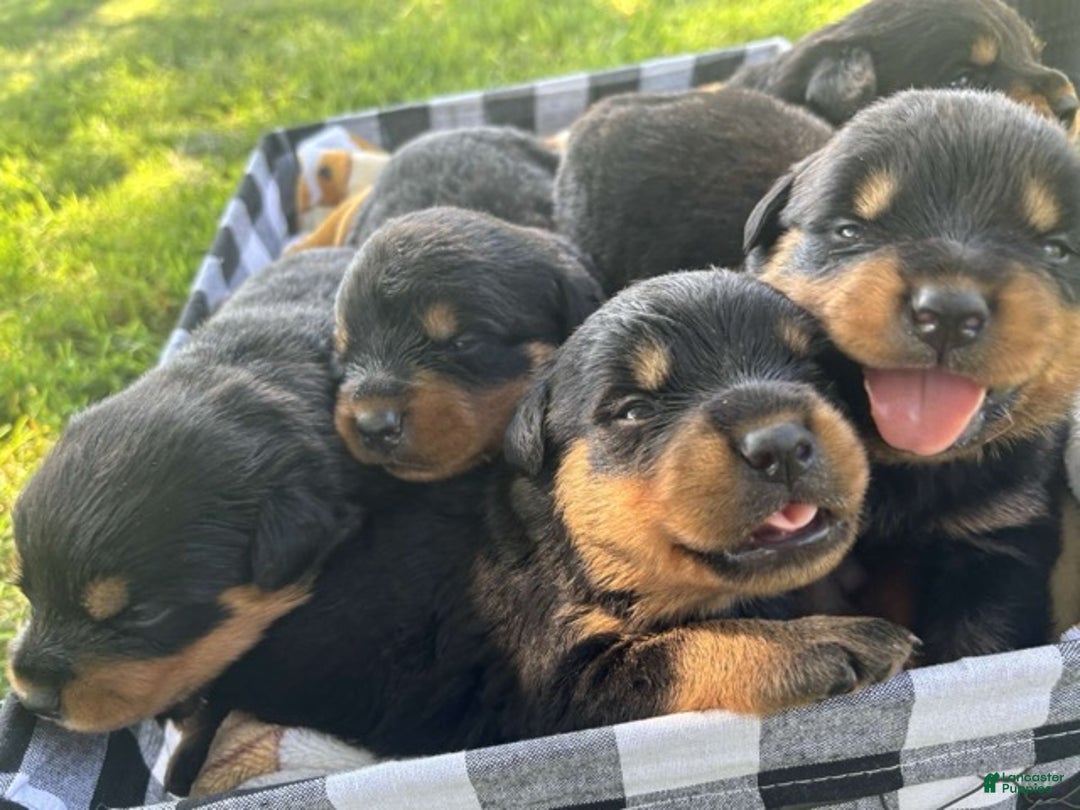 Rottweiler dogs for sale: Elvis - Ad 3
